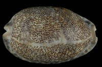 藏品(阿拉伯寶螺)的圖片